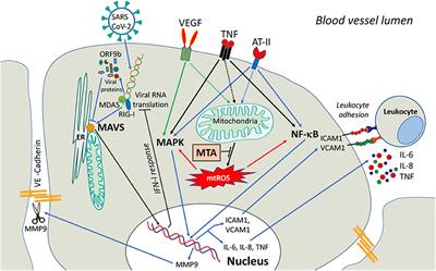 Mitochondria as Targets for Endothelial Protection in COVID-19